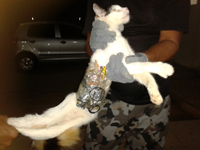 Agente penitenciário prende gato com serras e celular entrando em presídio de Arapiraca