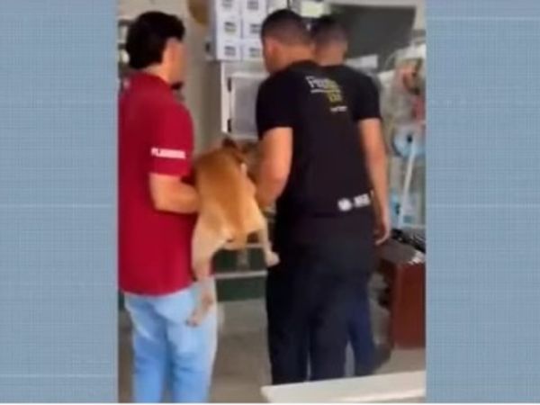 Cachorro tem testículos cortados e é amarrado em poste em Santa Luzia